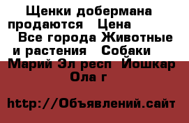 Щенки добермана  продаются › Цена ­ 45 000 - Все города Животные и растения » Собаки   . Марий Эл респ.,Йошкар-Ола г.